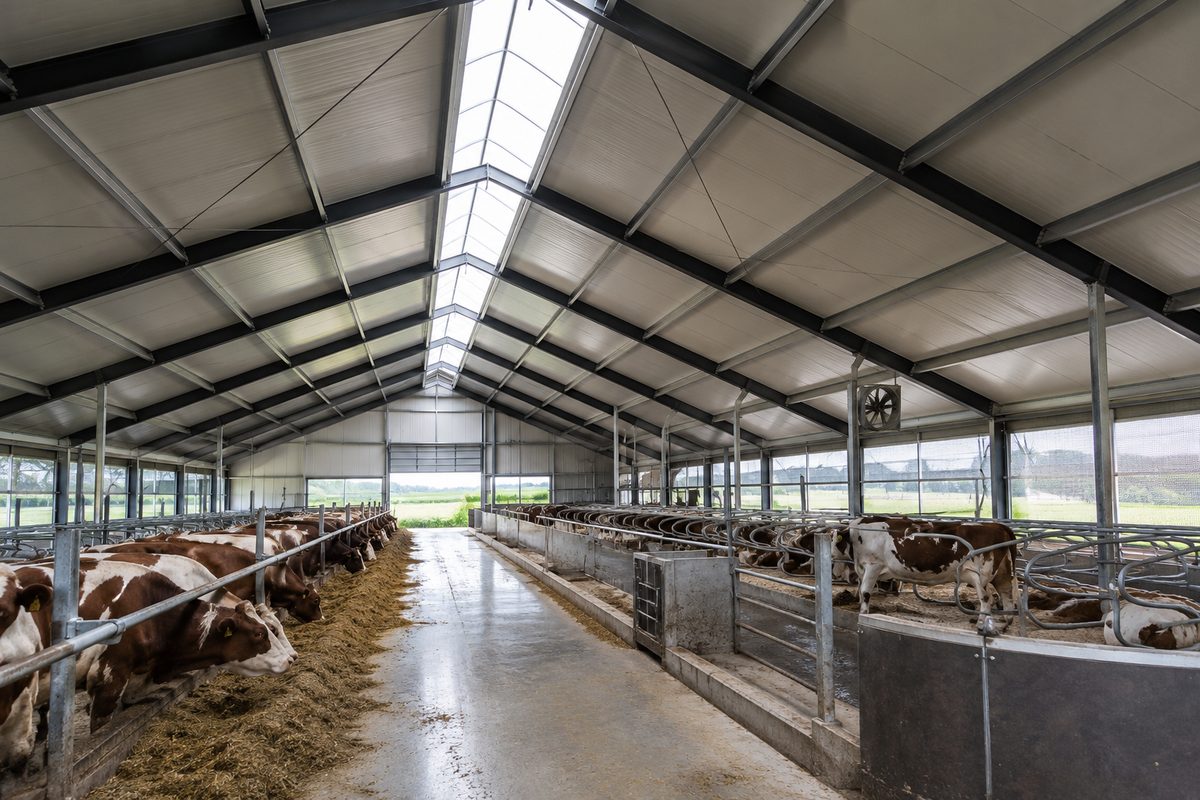 Interieur van een rundveestal met nieuw geïsoleerd dak en lichtnok